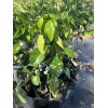 Unbranded Grapefruit PUMMELO ( Big White Fruit) 3ft Up Grafted