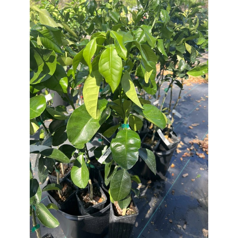 Unbranded Grapefruit PUMMELO ( Big White Fruit) 3ft Up Grafted