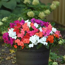 Eden Brothers Impatiens Seeds - Beacon Mix