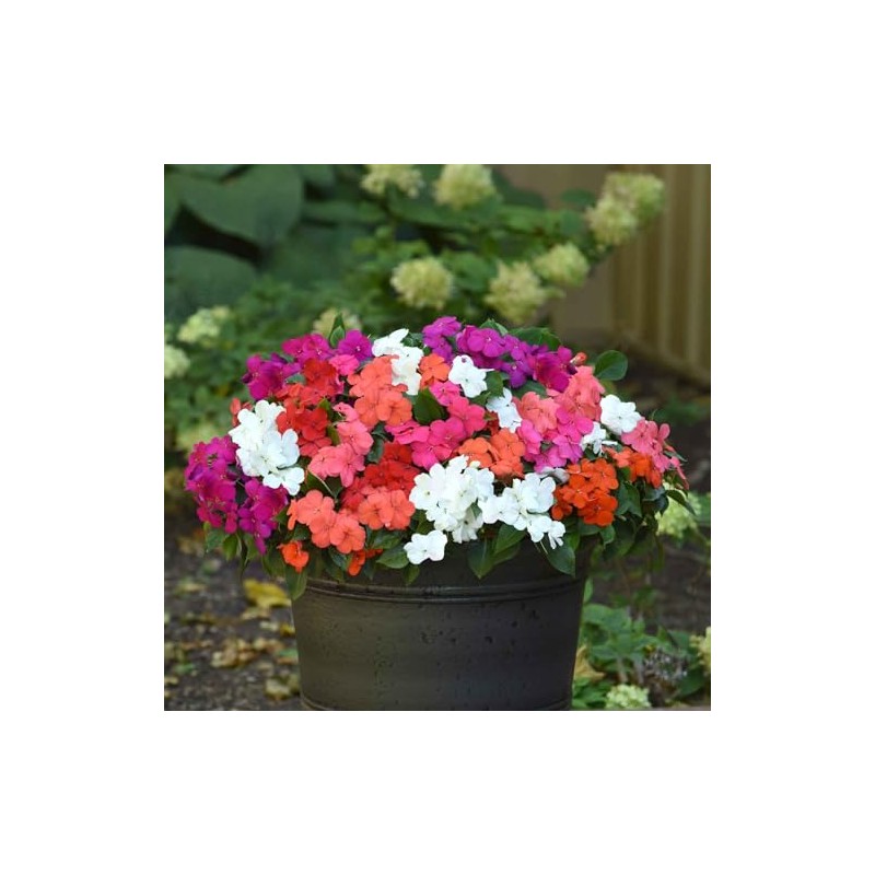 Eden Brothers Impatiens Seeds - Beacon Mix