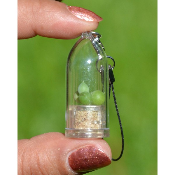 Pearls Live Succulent Terrarium Plant Necklace with 17" White Woven