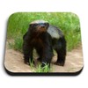 1 x Square MDF Fridge Magnet - Wildlife Animal Honey