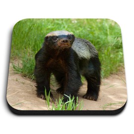 1 x Square MDF Fridge Magnet - Wildlife Animal Honey Badger 16108