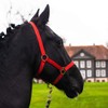 Halter for Horses Warmblood, Thoroughbred, Cold Blood - Stable Halter,