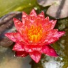 3 Pack Live Hardy Water Lilies Pre-Grown Tuber Rhizome Purple,