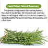 Premium Rosemary Tea Bags, 100 Teabags. Made with 100% Pure