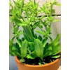 Culantro Herb Eryngium foetidum recao edible latin cuisine spice seed