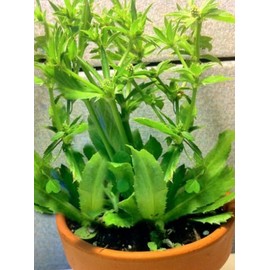 Culantro Herb Eryngium foetidum recao edible latin cuisine spice seed 200 seeds