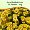 Outsidepride Yellow Marguerite Daisy Seeds - 10000 Pcs. Perennial Drought-Tolerant