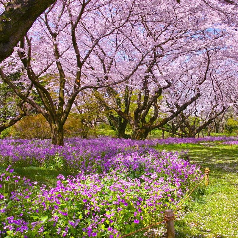 Outsidepride Dame's Rocket Flower Seeds - 5000 Pcs Perennial, Easy