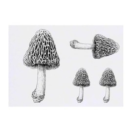 Azeeda 4 x 'Morchelpilz' Temporäre Tattoos - Wasserfest, Hautfreundlich & Ungiftig · Transfers in Verschiedenen Größen (TO00082204)