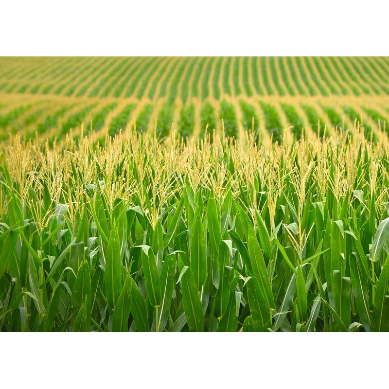 Organic Popcorn Kernels unpopped Non-GMO, Vegan Bulk Raw (7 lb)