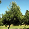 Pinus Eldarica (Afghan Pine) Seeds - Pine Tree Seeds for