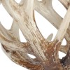 Homeroots White Resin Antler Shaped Sculpture
