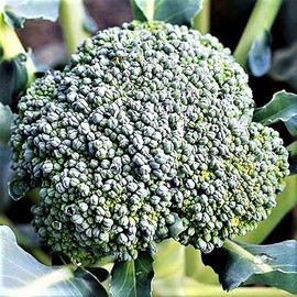 Di Ciccio Broccoli Seeds - 100+ Count Seed Pack - Non-GMO - Produces Earthy, Sweet, and mild Flavors with a Continuous Harvest. - Country Creek LLC