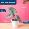 Costa Farms Alocasia Reginae Live Plant, Exotic Elephant Ear Indoor