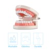 Dental Adult Standard Teeth Model, Typodont Demonstration Denture Model|Mouth Teeth