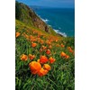 UtopiaSeeds California Poppy Seeds - Orange Poppies - California State