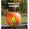 Pumpkin Seeds, 25+ Sugar Pie, Heirloom, Non GMO Seeds, Cucurbita
