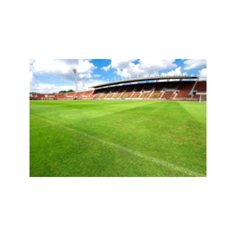 Champion GQ Perennial Ryegrass Seed (5 Lbs.)