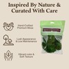 Preserved Mood Moss - Premium Decorative Moss for Crafts, Home