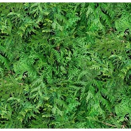 Elizabeth Studio Landscape Medley Green Cedar Branch Cotton Fabric by The Yard