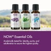 NOW NOW Essential Oils, Tea Tree Oil, Cleansing Aromatherapy Scent,