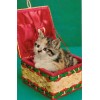 VINTAGE CALICO TABBY KITTEN CAT IN SEWING BASKET POSTCARD UNUSED LUSTERCHROME