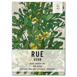 Seed Needs, Rue Herb Seeds for Planting (Ruta graveolens) Single Package of 200 Seeds - Heirloom, Non-GMO & Untreated