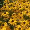 Park Seed Goldblitz Rudbeckia Seeds, Pack of 25 Seeds