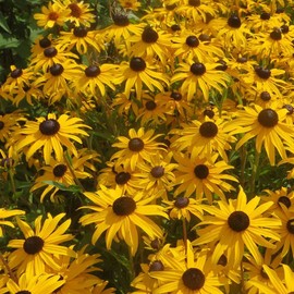 Park Seed Goldblitz Rudbeckia Seeds, Pack of 25 Seeds