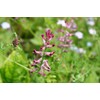 Lowhill Valley Fumitory Herb - Fumaria officinalis Herbal Tea –