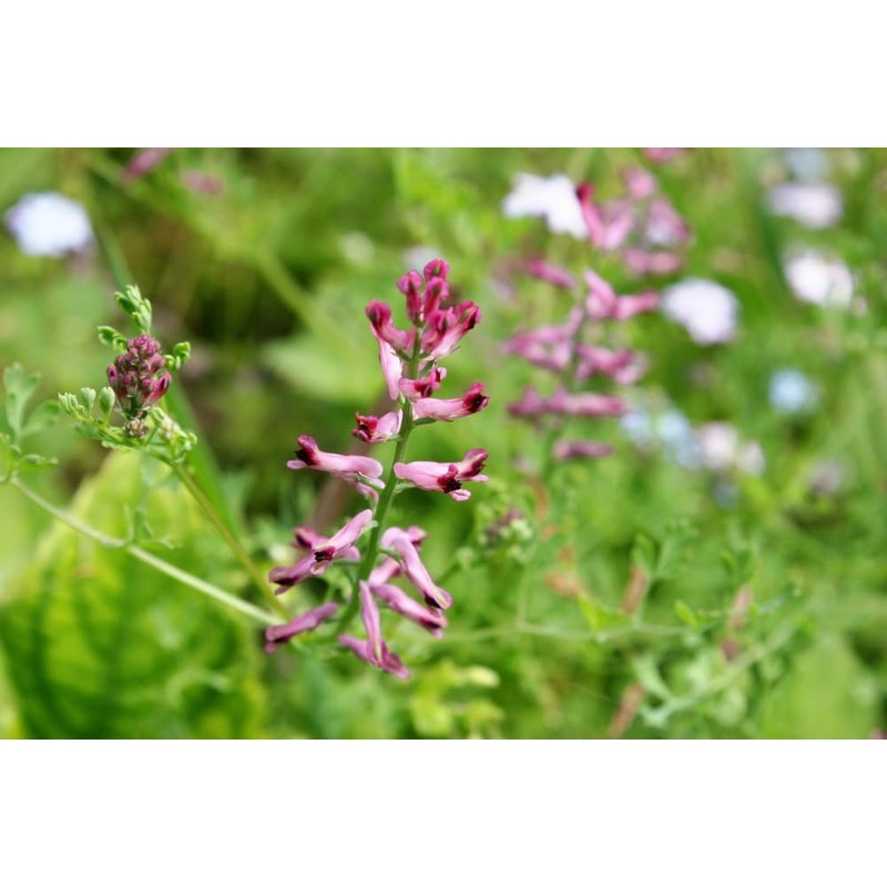 Lowhill Valley Fumitory Herb - Fumaria officinalis Herbal Tea –