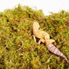 Begeterday 100g Leopard Gecko Moss, Provides Localized Higher Humidity for