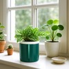 D'vine Dev 4 Inch Design Self Watering Planter for Indoor