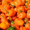 30 Semillas Chile Habanero Orange Naranja Nuevas Fertiles