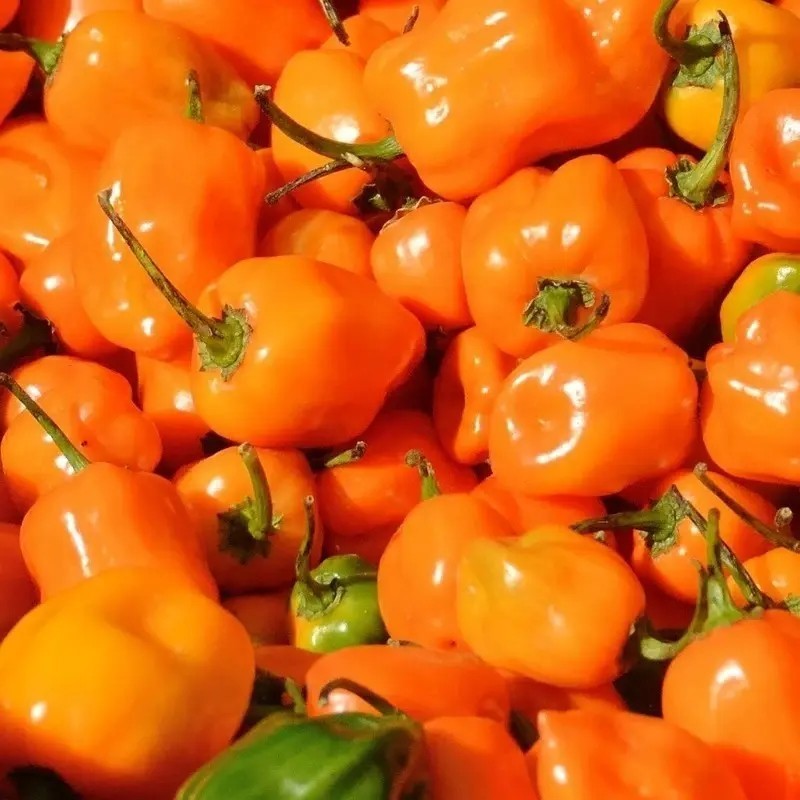 30 Semillas Chile Habanero Orange Naranja Nuevas Fertiles