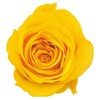Earth Farms Preserved Rose Mimi (9 Wheel) – mimosa yellow