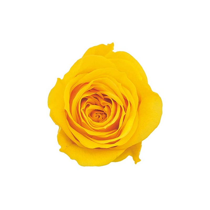 Earth Farms Preserved Rose Mimi (9 Wheel) – mimosa yellow