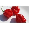 Red Habanero Hot Pepper Seeds- 40+ Seeds