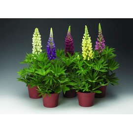 KIRA SEEDS - Seeds Dwarf Lupin Mix - Perennial Flowers for Planting - GMO Free