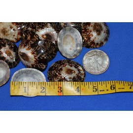 Salty Pelican Pack of 30 Brown Oval Limpet Seashells for Upscale Craft Projects, Medium, SS-106