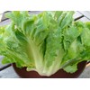 300+ Escarole Seeds- Cornetto di Bordeaux- French Heirloom Variety