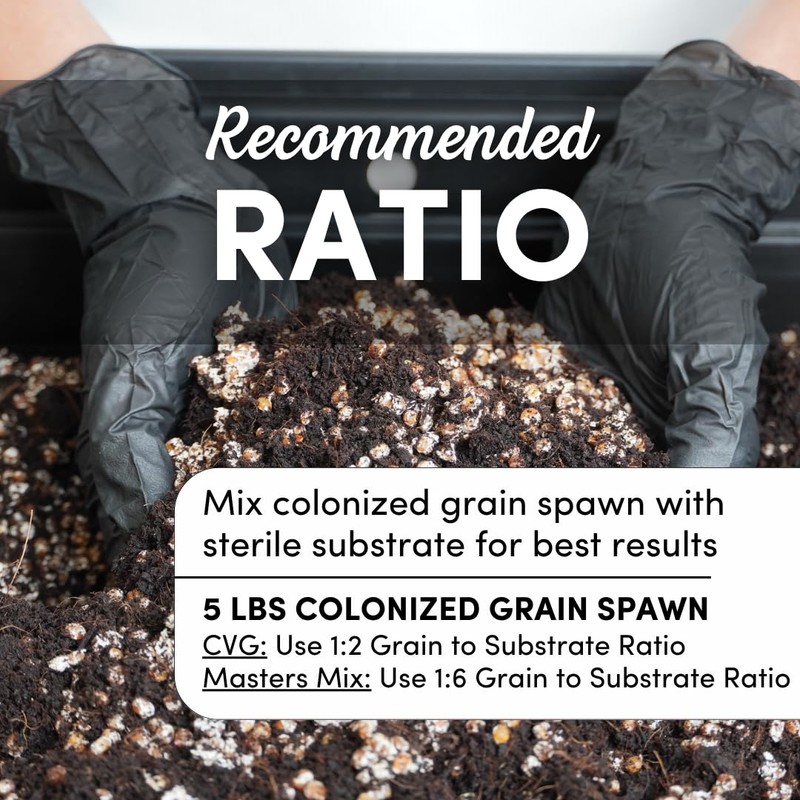 Mycelium 5 lb Milo Grain Spawn for Mushroom Cultivation |