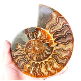 Wholesale Natural Ammonite Fossil Druzy Geode Reiki Shell Snail Slab Small Size Ammonite Fossil Pendant for HealingColor: Snail Fossil Stone Slab, Size: 200-300g