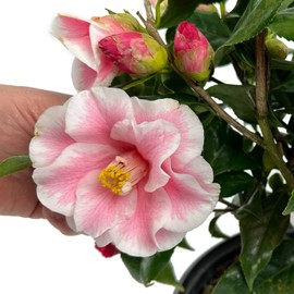 Blooming & Beautiful - Lady Vansittart Camellia - 3 Gal - Evergreen Shrub - Multi-Colored Blooms Pink Red White Splashes - Zones 7-9 – Camellia Japonica ‘Lady Vansittart’ - 3 Gallon Pot