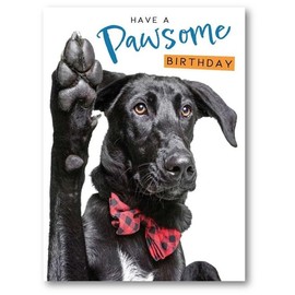 Noel Tatt Male/Female Funny Birthday Card - General Card for Men/Women - 'Pawsome Birthday' Dog in Bow Tie - Eco-Friendly and Recyclable