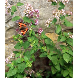 Earthcare Seeds Oregano Common Italian 1000 Seeds (Origanum vulgare) Heirloom - Open Pollinated