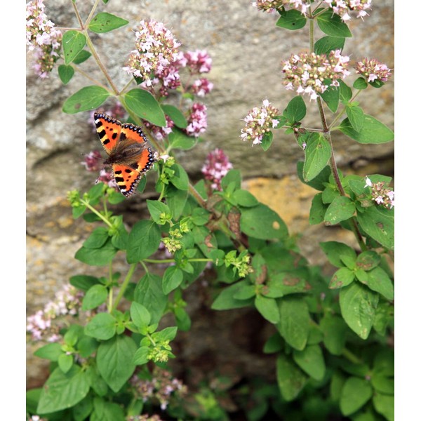 Earthcare Seeds Oregano Common Italian 1000 Seeds (Origanum vulgare) Heirloom