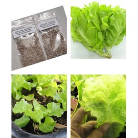 2 Bags of 3000 Seeds Vietnamese Lettuce Very Easy to Grow Very Productive All Seasons xà lách Việt NAM The Most Favorite Lettuce Asian Ship from NJ USA Diaspora Asian Seeds